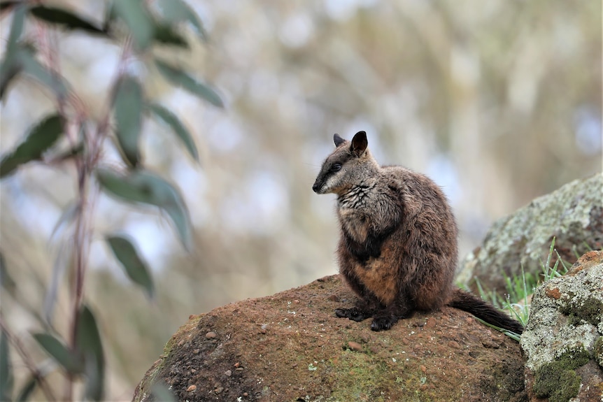 A small brown wallaby sits on a rock platform, surrounded by trees.