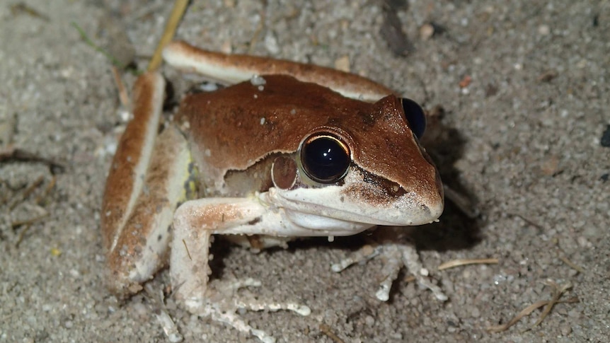 Close-up of a frog on a rock at night looking at camera.