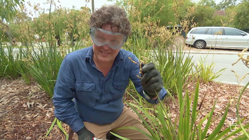 Man wearing safety goggles kneeling amongst plants with secateurs