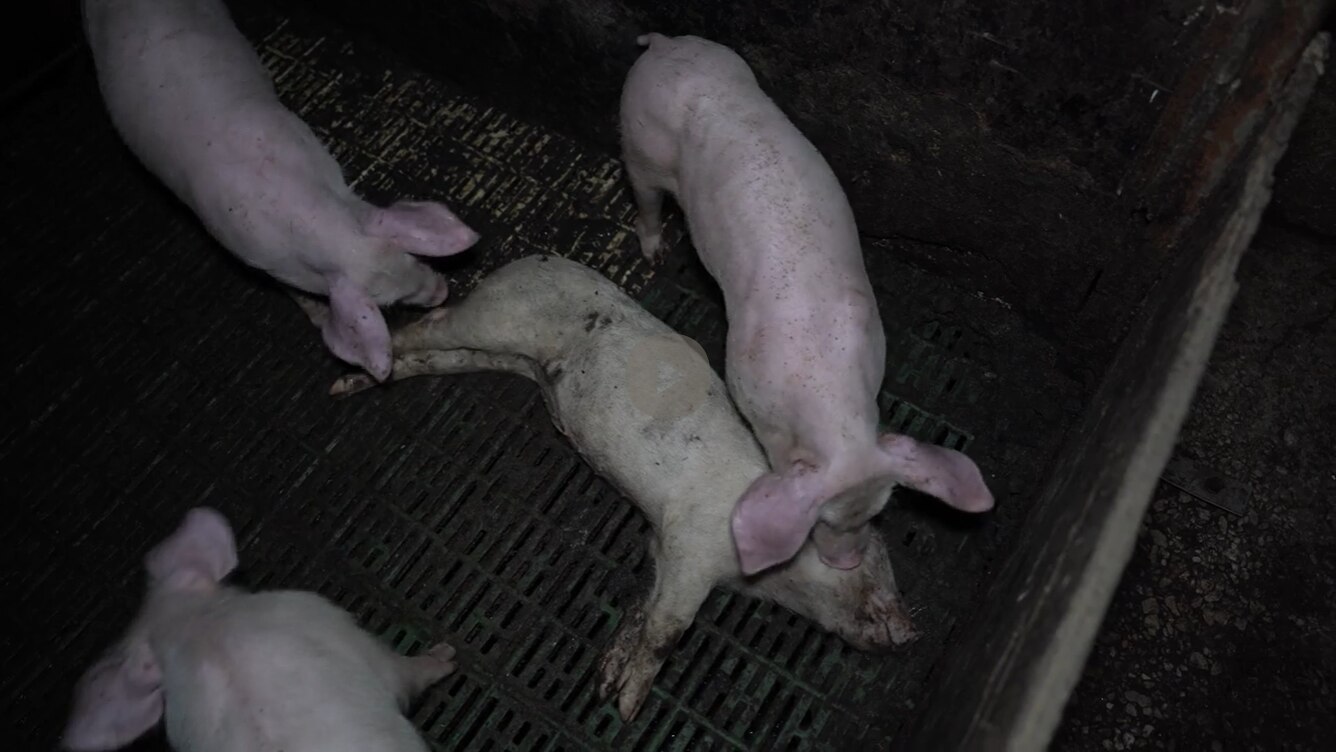 Two pigs appear to gnaw on pig carcass in a piggery.