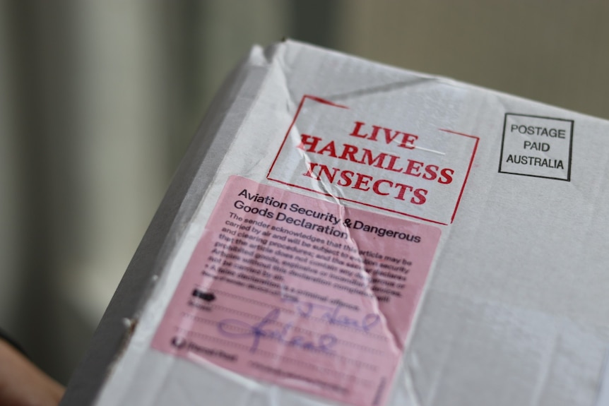 A cardboard box with a stamp that says 'Live Harmless Insects'