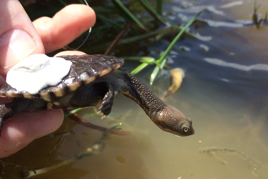 A baby turtle with a tracking chip on its back being released back into the Hawkesbury River catchment.