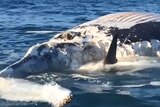 Great white eats dead whale