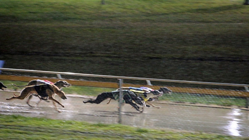 Greyhound racing in Hobart