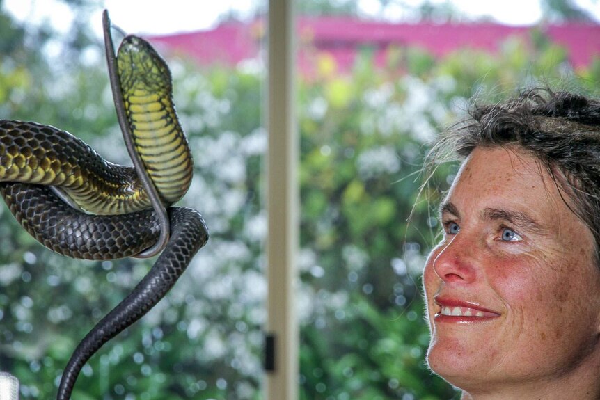 Veronika Ross examines a tiger snake at her Mt. Dromedary home