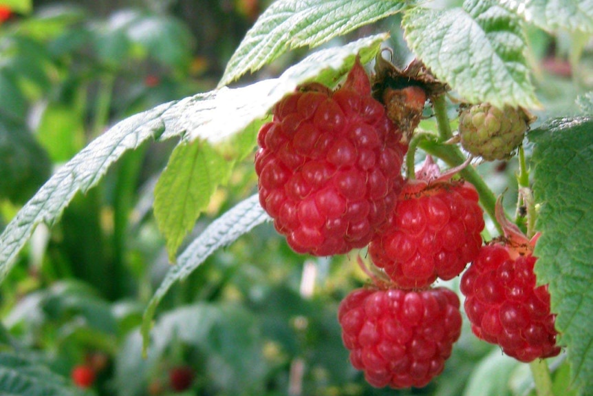 Raspberries on a stem.