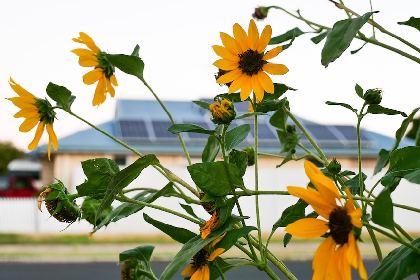 Sunflowers in a garden