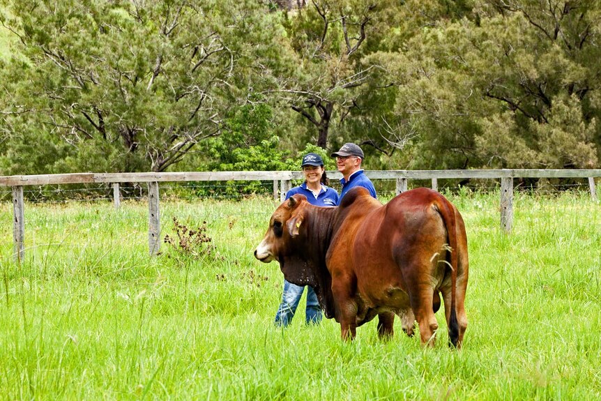 man and woman in paddock with beast