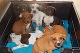 Litter of seven boxer/bull arab cross puppies curled up in a crate