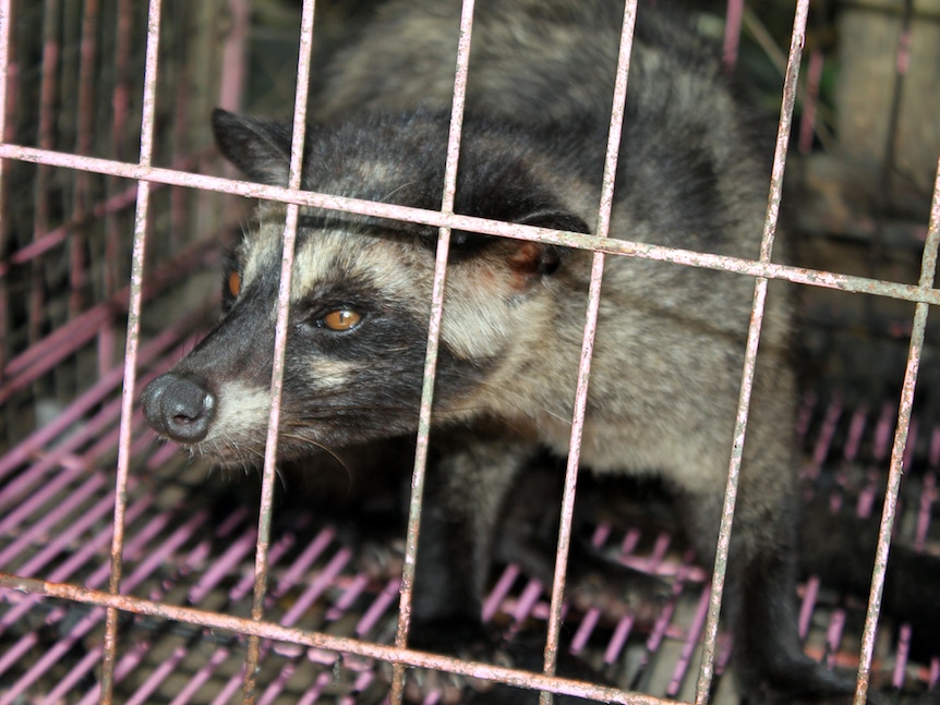A caged civet cat at a Bali coffee farm sits in its cage waiting for its faeces to be harvested