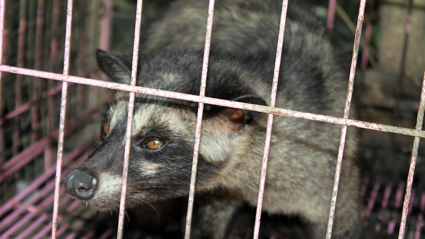 Civet cat coffee: A delicious beverage or a case of animal cruelty? - ABC  News