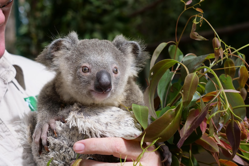Close up of baby koala's face, sitting on stuffed koala and next to gum leaves being held by woman in khaki