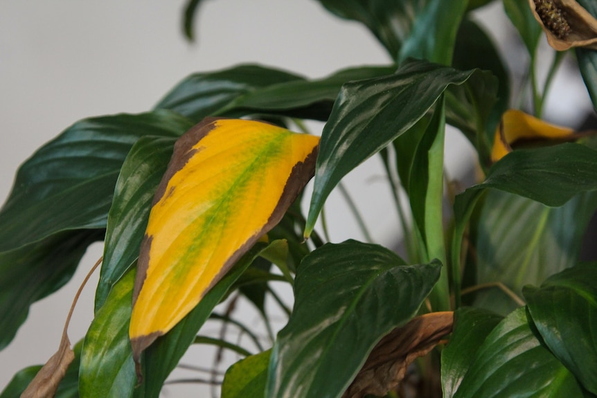 A photo of a leafy green plant with a yellow and brown leaf