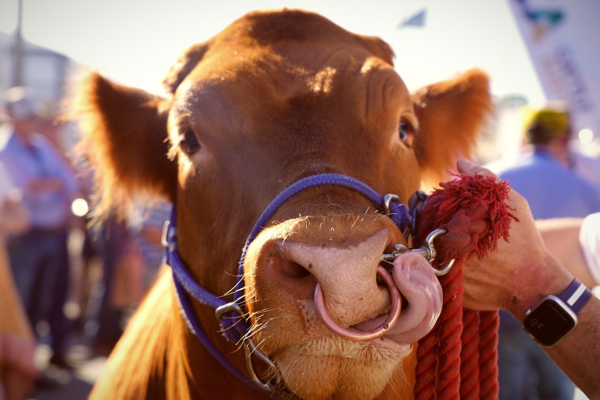 The Australian Butcher Team is set to represent its country at the