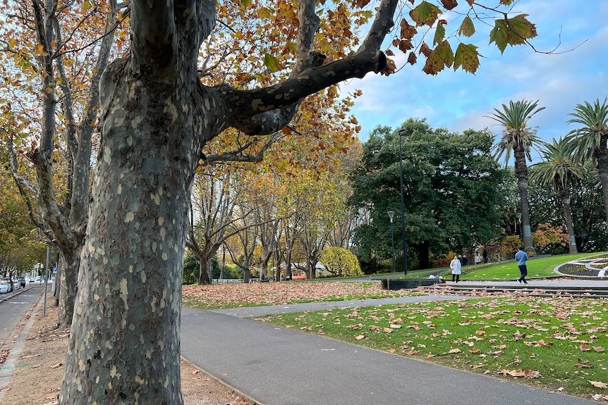 A large tree in the left-hand side next to a path in a park with fallen orange autumn leaves 