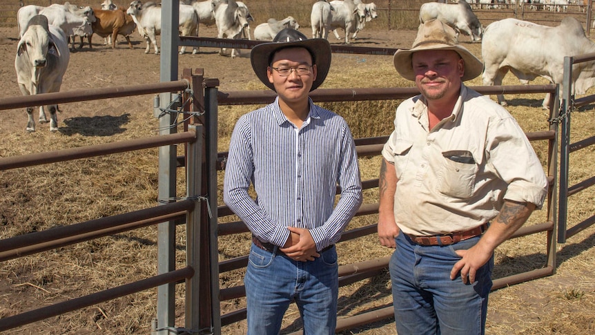 two men standing in front of a cattle yard with a mob of bulls.