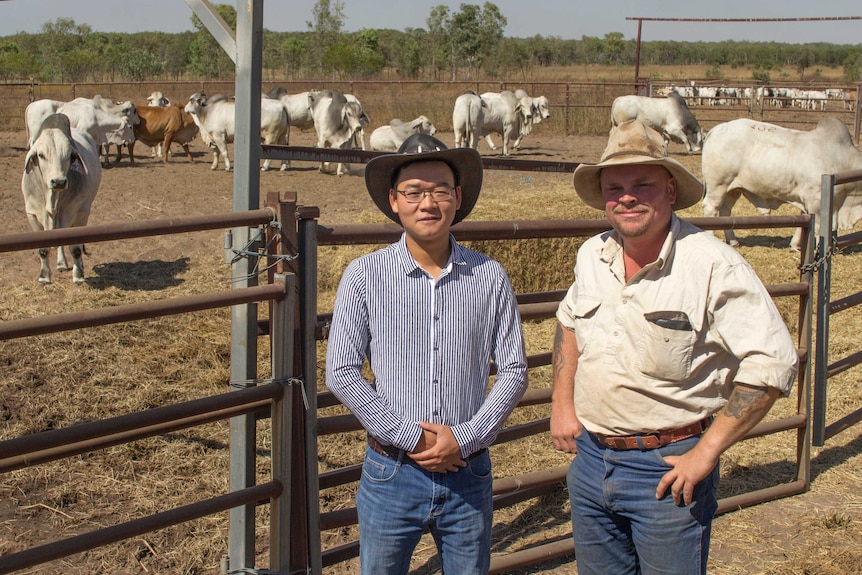 two men standing in front of a cattle yard with a mob of bulls.
