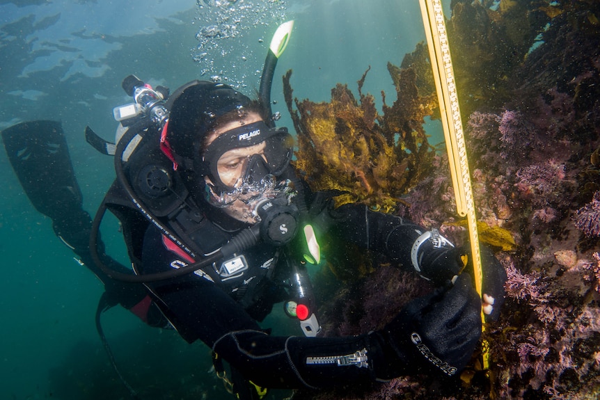 A woman scuba diver measures the height of kelp growing underwater