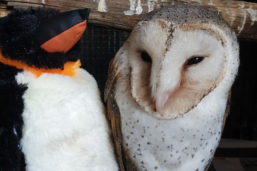 A large owl with a white face and chest sits next to a toy stuffed penguin.
