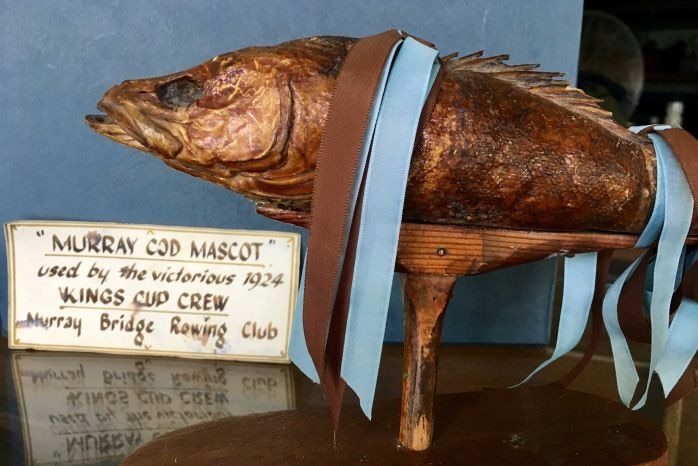 Stuffed Murray Cod mascot for 1920s rowing team, The Cods.