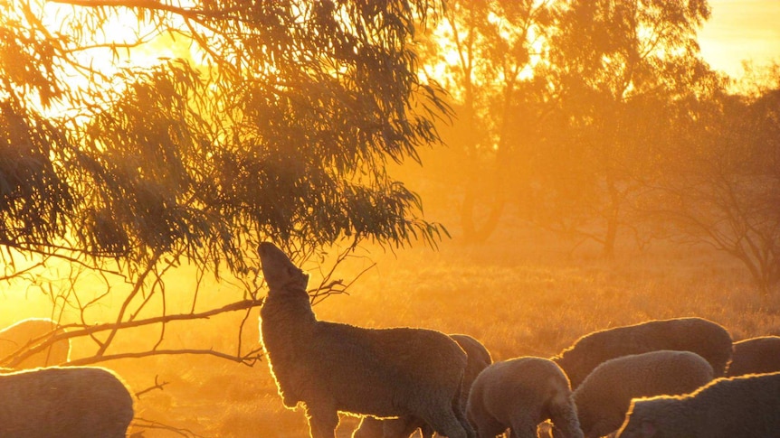 A sheep reaches for a branch against the golden light at El Kantara station near Longreach in western Queensland.