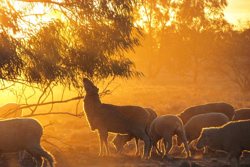 A sheep reaches for a branch against the golden light at El Kantara station near Longreach in western Queensland.