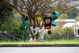 Placards, balloons, flowers and a shirt hang from a tree by the side of a road.