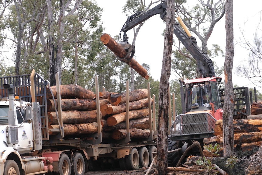 A crane lifts a timber log