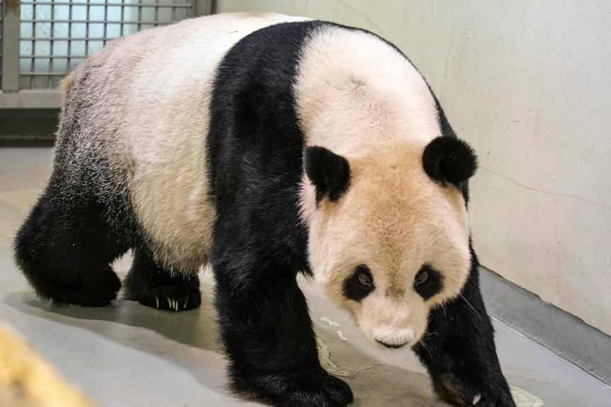 A panda walks about in its enclosure.