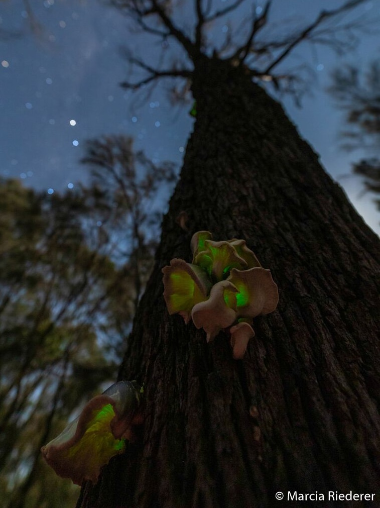 Glowing fungus on the side of a tree.