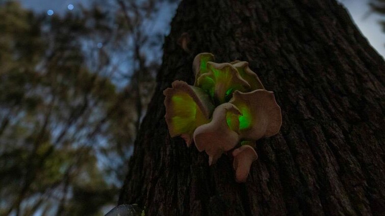 Glowing fungus on the side of a tree.