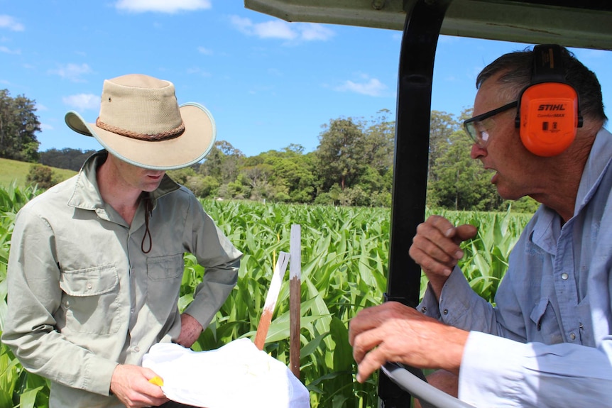 Two man in a field of maize, or corn.