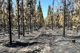 Trees in Beerwah stand burnt and blacked from fire