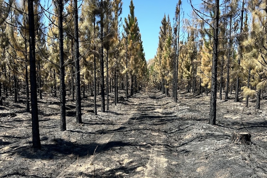 Trees in Beerwah stand burnt and blacked from fire