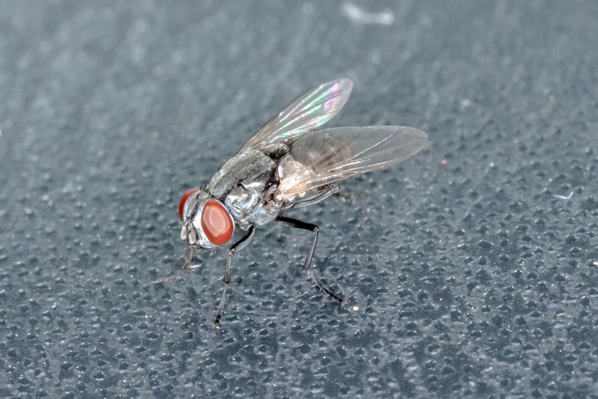 A small fly with tan eyes on a dark background.