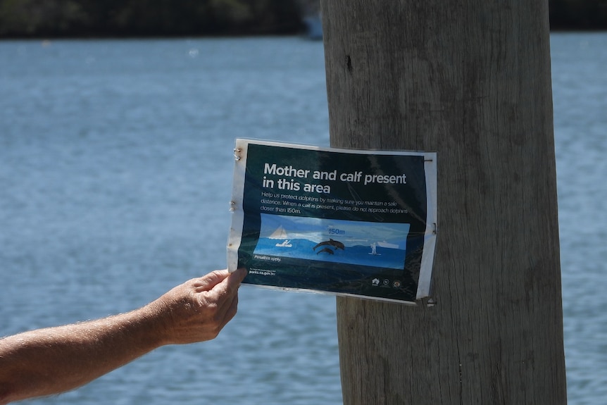 A man's hand holding a small sign warning about a mother and calf dolphin in the area stuck on a large wooden pole
