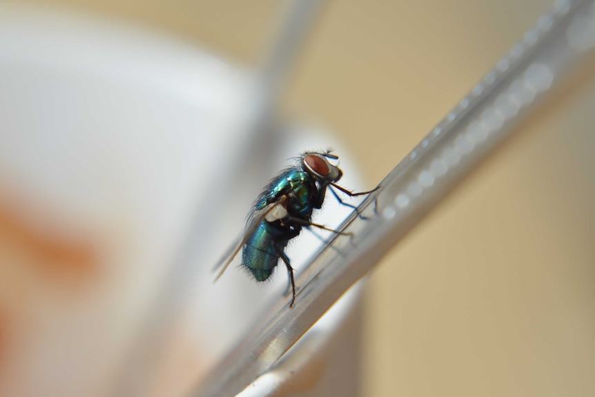 Fly season: What to know about Australia's most common flies and