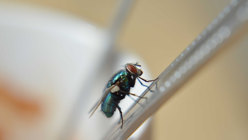 Fly season: What to know about Australia's most common flies and