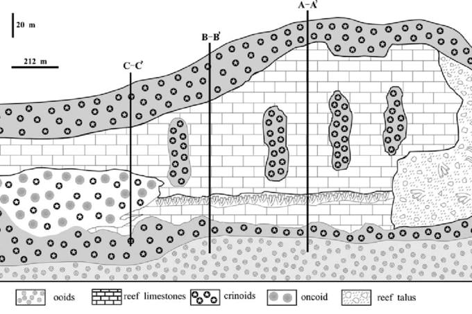 A diagram showing the inside of a limestone reef