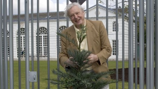 Sir David Attenborough with Wollemi pine tree inside cage.