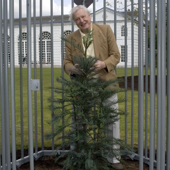 Sir David Attenborough with Wollemi pine tree inside cage.