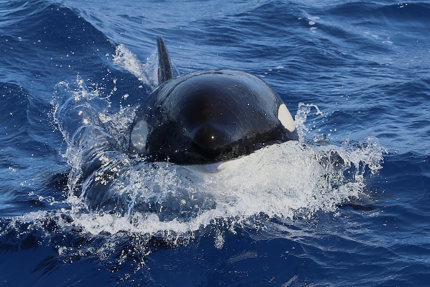 A close-up shot of an orca coming out of the water.