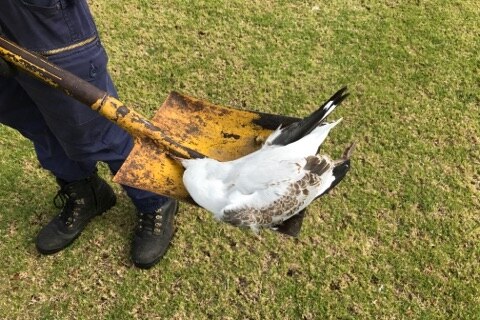 A contractor carries a dead seagull on a spade at Burswood Park