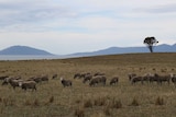 sheep graze in a paddock overlooking the coast