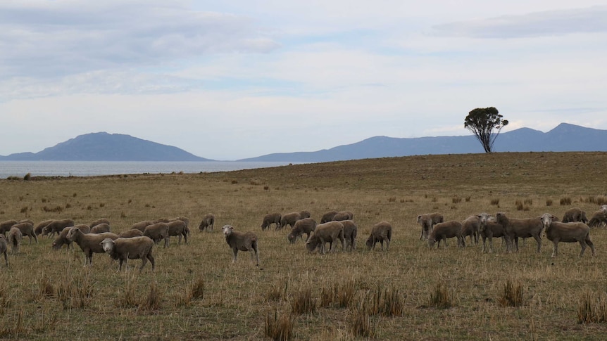 sheep graze in a paddock overlooking the coast