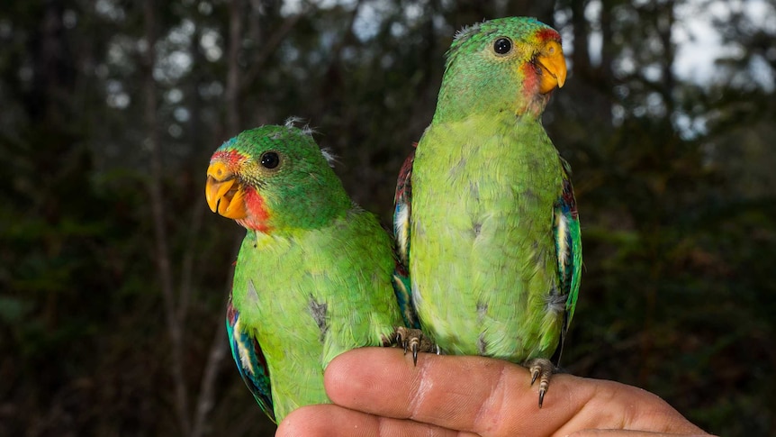 A pair of young swift parrots