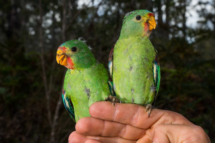 A pair of young swift parrots