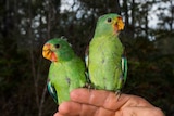 A pair of young swift parrots