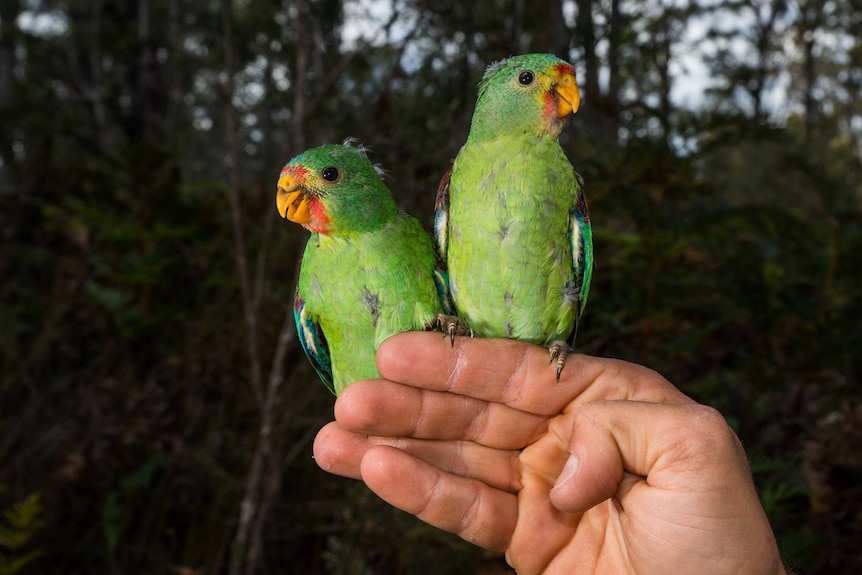 A pair of young swift parrots