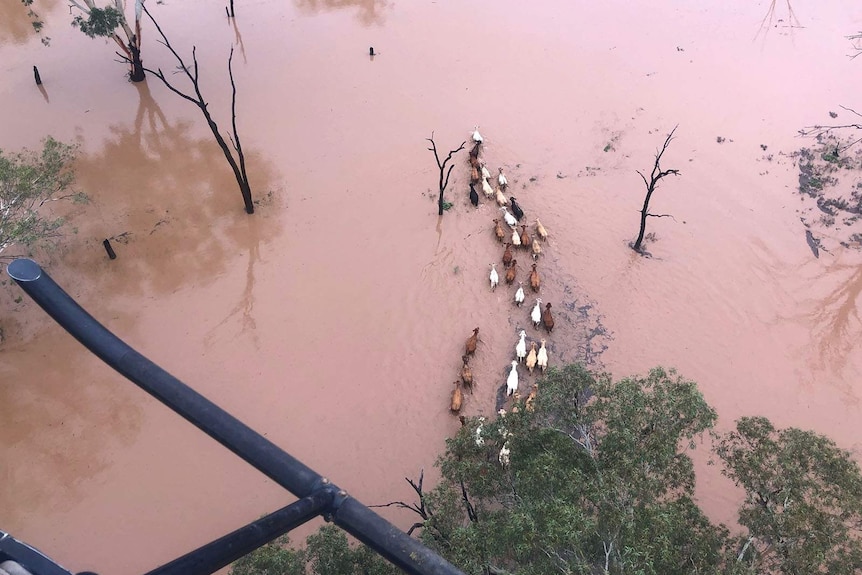 Cattle running through floodwater as seen from a helicopter